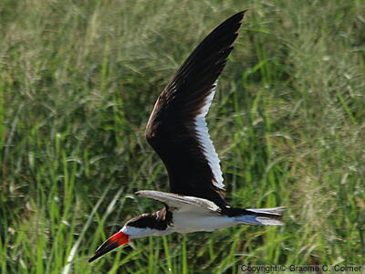 Black Skimmer (Rynchops niger) - Adult
