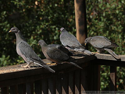 Band-tailed Pigeon (Patagioenas fasciata) - Adults