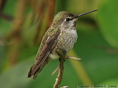 Anna's Hummingbird (Calypte anna) - Adult female