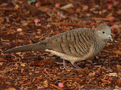 Zebra Dove (Geopelia striata) - Adult