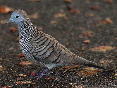 Zebra Dove (Geopelia striata) - Adult