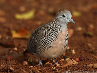 Zebra Dove (Geopelia striata) - Adult