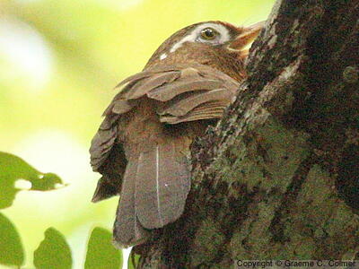 Chinese Hwamei (Garrulax canorus) - Adult