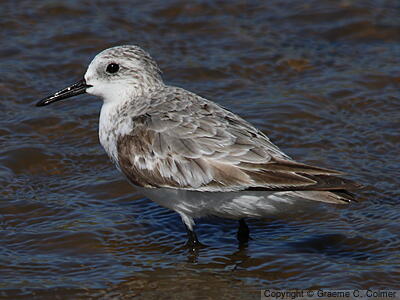 Sanderling (Calidris alba) - Juvenile