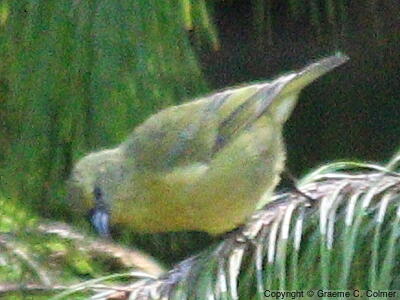 Hawaii Amakihi (Chlorodrepanis virens) - Adult