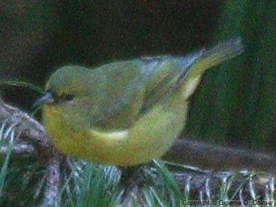 Hawaii Amakihi (Chlorodrepanis virens) - Adult