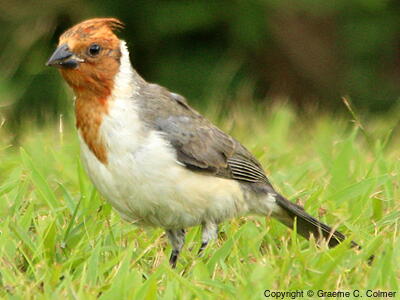 Red-crested Cardinal (Paroaria coronata) - Immature