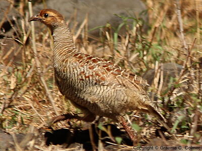 Gray Francolin (Ortygornis pondicerianus) - Adult