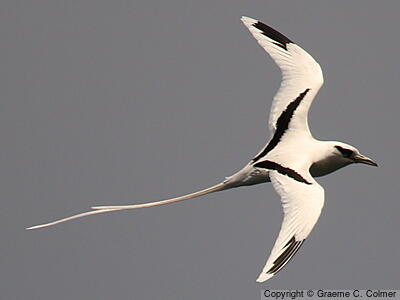 White-tailed Tropicbird (Phaethon lepturus) - Adult