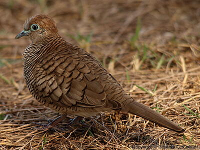Zebra Dove (Geopelia striata) - Adult