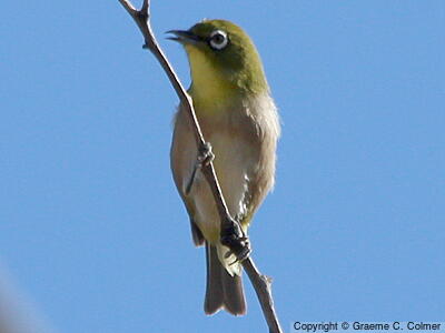 Warbling White-eye (Zosterops japonicus) - Adult