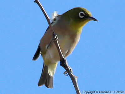 Warbling White-eye (Zosterops japonicus) - Adult