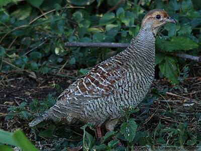 Gray Francolin (Ortygornis pondicerianus) - Adult