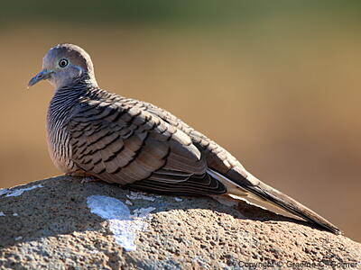 Zebra Dove (Geopelia striata) - Adult