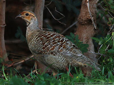 Gray Francolin (Ortygornis pondicerianus) - Adult