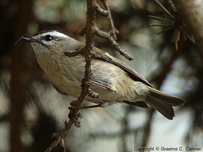 Golden-crowned Kinglet (Regulus satrapa) - Adult