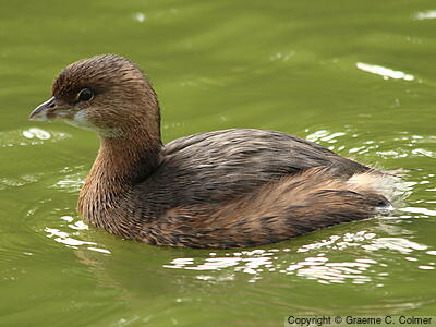 Pied-billed Grebe (Podilymbus podiceps) - Non-breeding adult/immature