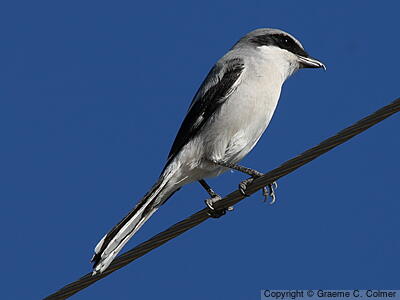 Loggerhead Shrike (Lanius ludovicianus) - Adult