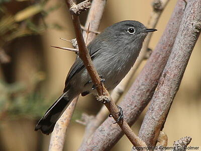 Black-tailed Gnatcatcher (Polioptila melanura) - Adult