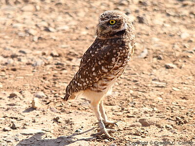 Burrowing Owl (Athene cunicularia) - Adult