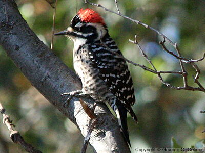 Nuttall's Woodpecker (Dryobates nuttallii) - Adult male