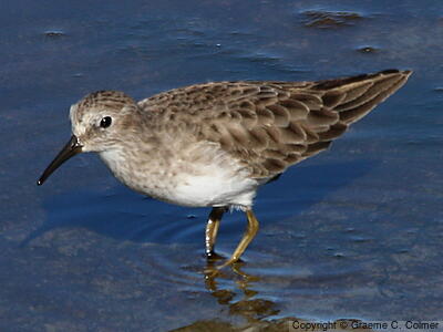 Least Sandpiper (Calidris minutilla) - Nonbreeding adult