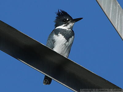 Belted Kingfisher (Megaceryle alcyon) - Adult male