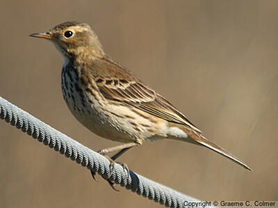 American Pipit (Anthus rubescens) - Adult