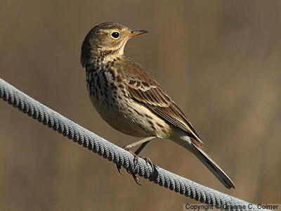 American Pipit (Anthus rubescens) - Adult