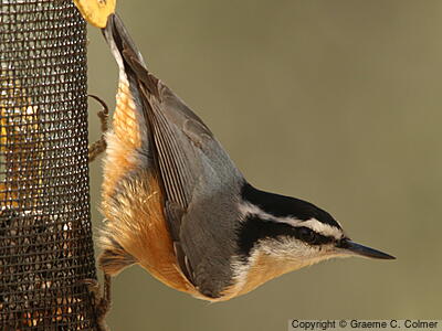 Red-breasted Nuthatch (Sitta canadensis) - Adult male