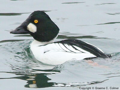Common Goldeneye (Bucephala clangula) - Adult male