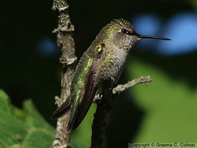 Anna's Hummingbird (Calypte anna) - Adult female