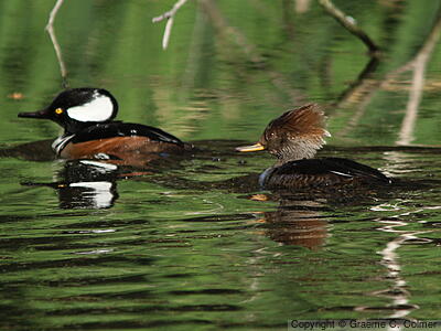 Hooded Merganser (Lophodytes cucullatus) - Adult male and female