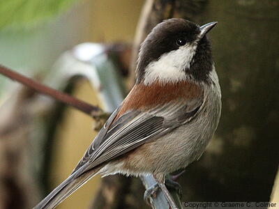 Chestnut-backed Chickadee (Poecile rufescens) - Adult