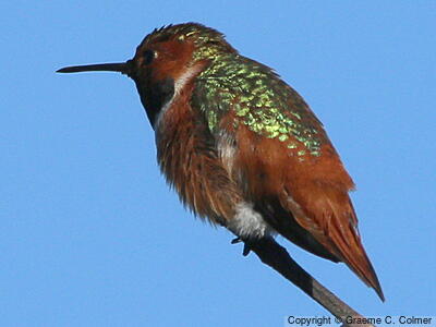 Allen's Hummingbird (Selasphorus sasin) - Adult male