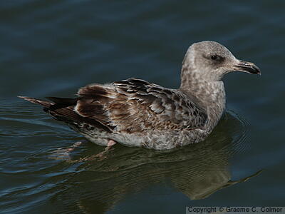 California Gull (Larus californicus) - Juvenile
