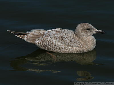 Iceland Gull (Larus glaucoides) - First winter (Thayer’s)