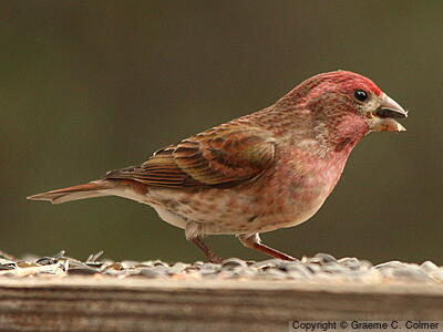 Purple Finch (Haemorhous purpureus) - Male (Western)