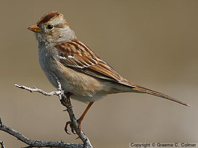 White-crowned Sparrow (Zonotrichia leucophrys) - Immature