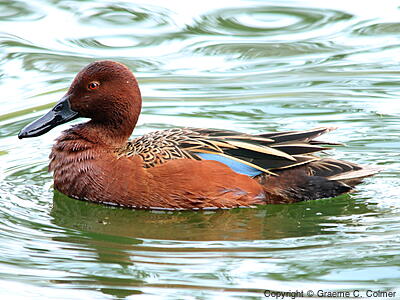Cinnamon Teal (Spatula cyanoptera) - Adult male
