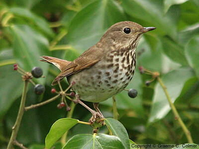 Hermit Thrush (Catharus guttatus) - Adult