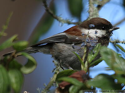 Chestnut-backed Chickadee (Poecile rufescens) - Adult