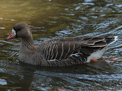 Greater White-fronted Goose (Anser albifrons) - Adult