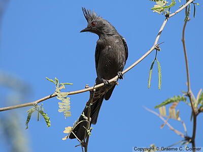 Phainopepla (Phainopepla nitens) - Adult female