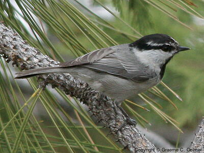 Mountain Chickadee (Poecile gambeli) - Adult