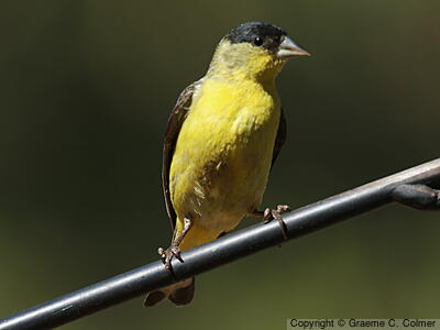 Lesser Goldfinch (Spinus psaltria) - Adult male