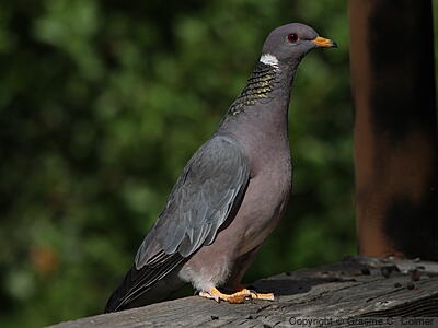 Band-tailed Pigeon (Patagioenas fasciata) - Adult