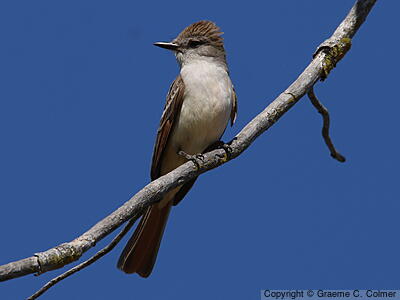 Ash-throated Flycatcher (Myiarchus cinerascens) - Adult