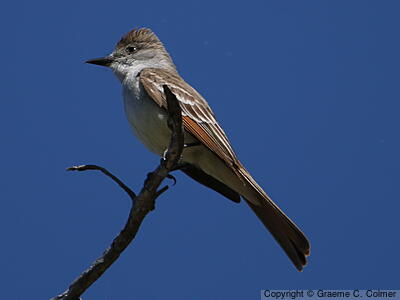 Ash-throated Flycatcher (Myiarchus cinerascens) - Adult