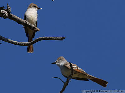 Ash-throated Flycatcher (Myiarchus cinerascens) - Adult